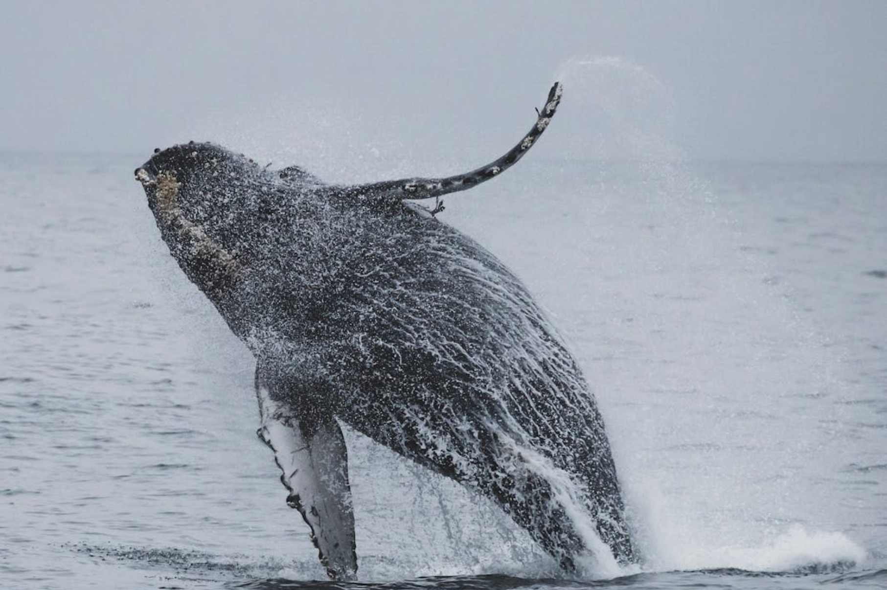 The Complete Guide to Whale Watching in Oʻahu