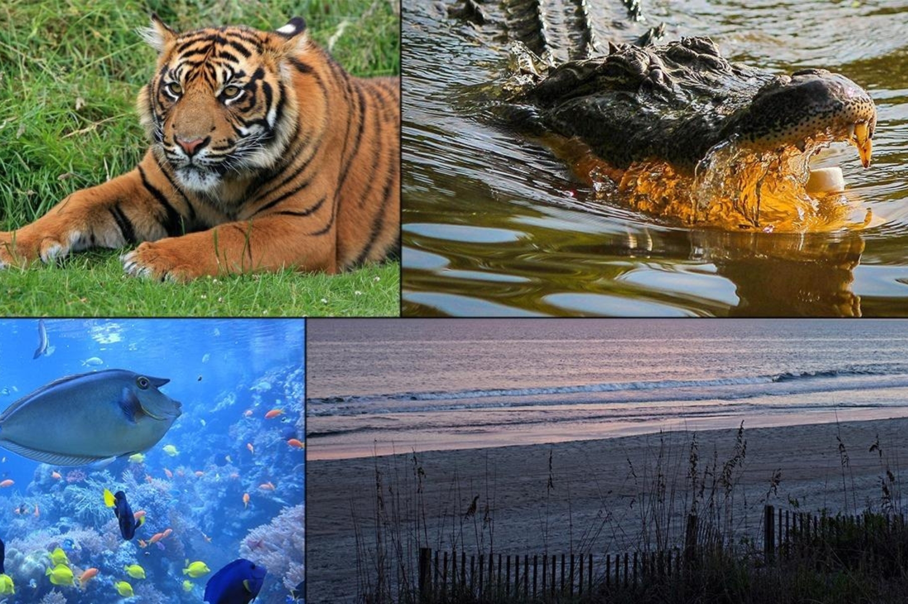 When to Visit Myrtle Beach for the Best Wildlife Sightings