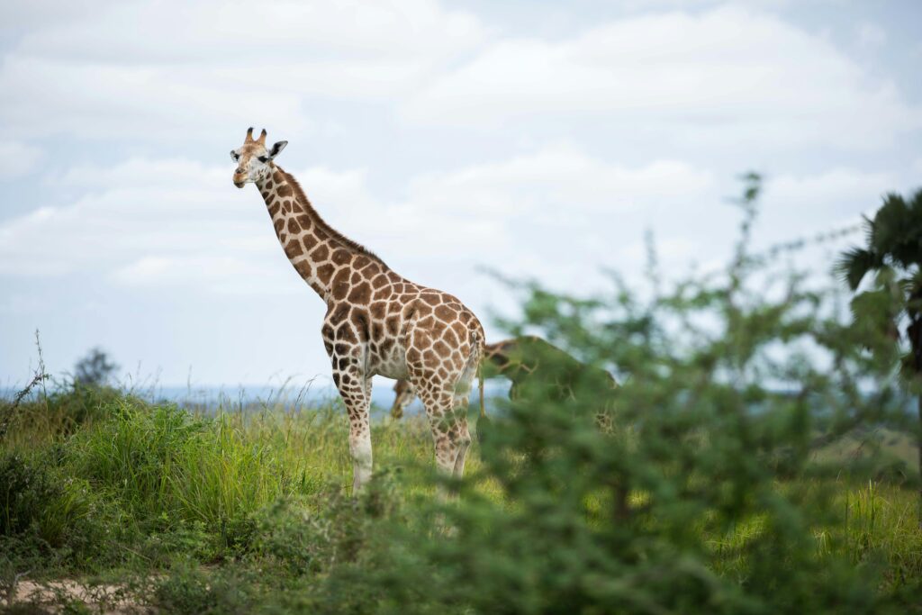 A majestic giraffe stands in the vibrant greenery of Uganda's wilderness.