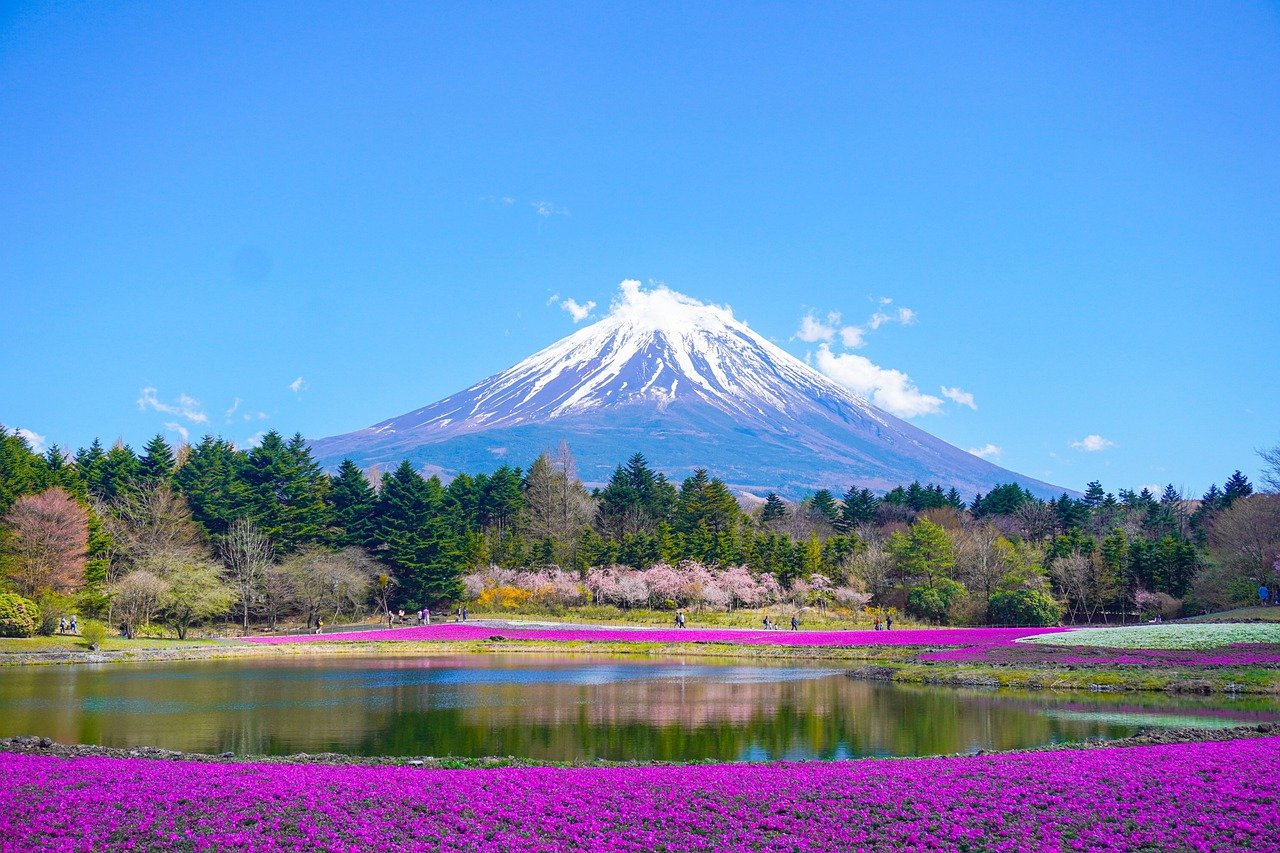 mount fuji, beautiful flowers, flower background, flower wallpaper, lake, mountain, park, flowers, japan, nature, spring